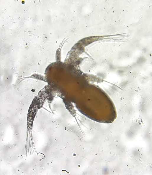 termbuvar153