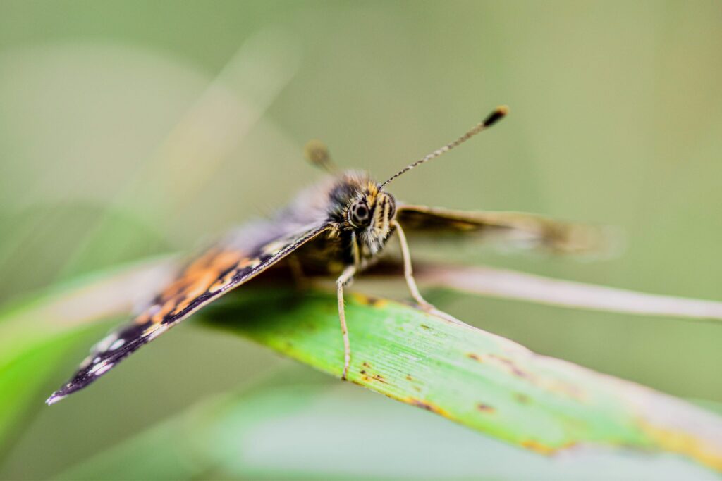 termfoto0003-scaled-1