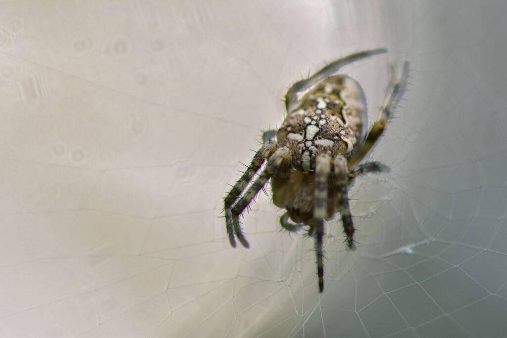 termfoto0008-scaled-1