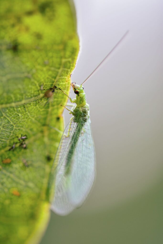 termfoto0010-scaled-1