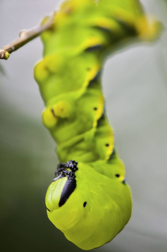 termfoto0012-scaled-1