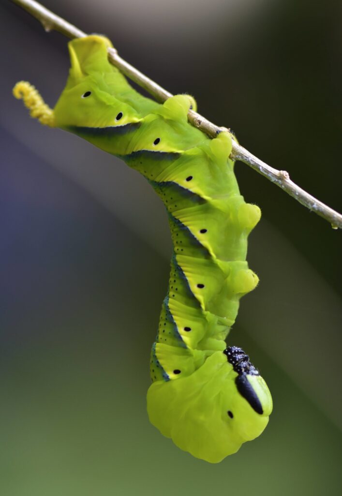 termfoto0013-scaled-1