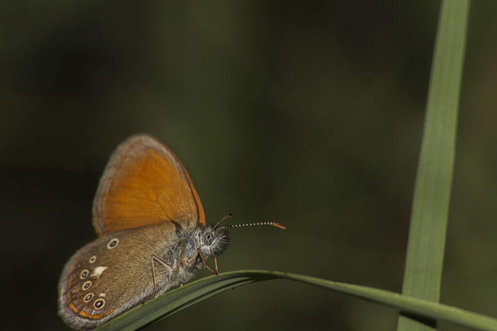 termfoto0018-scaled-1