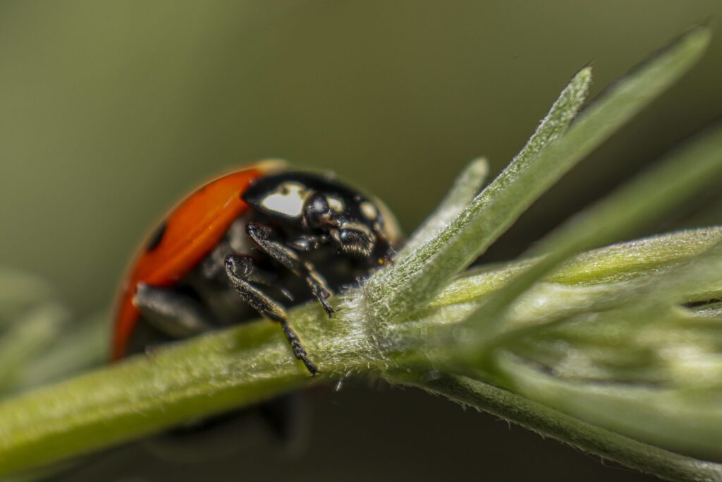 termfoto0019-scaled-1