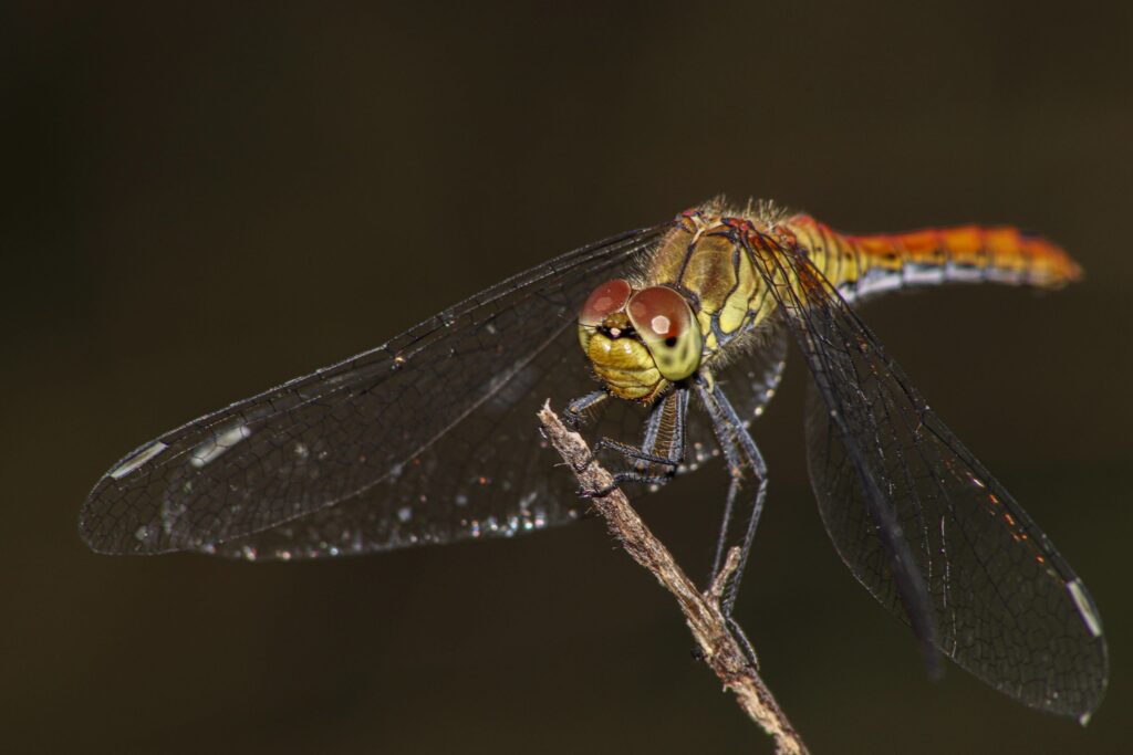 termfoto0021-scaled-2