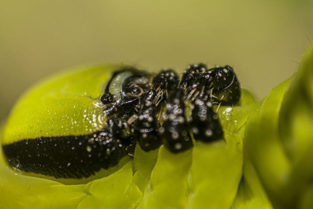 termfoto0026-scaled-1