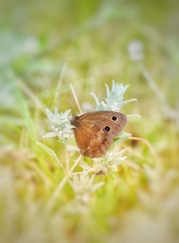 termfoto0031-scaled-1