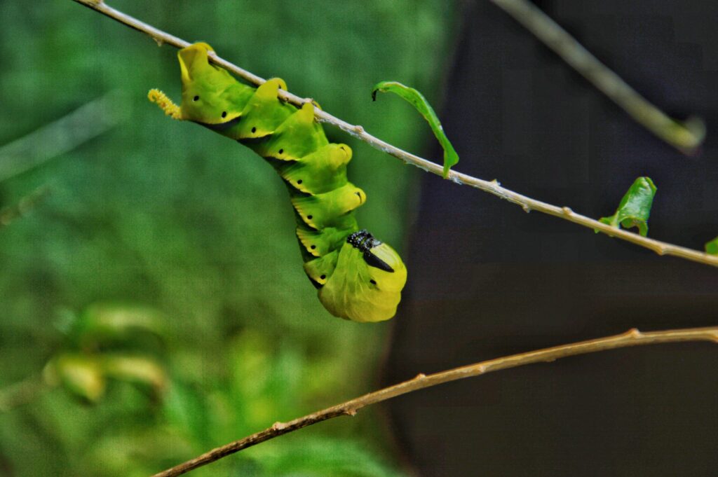 termfoto0033-scaled-1