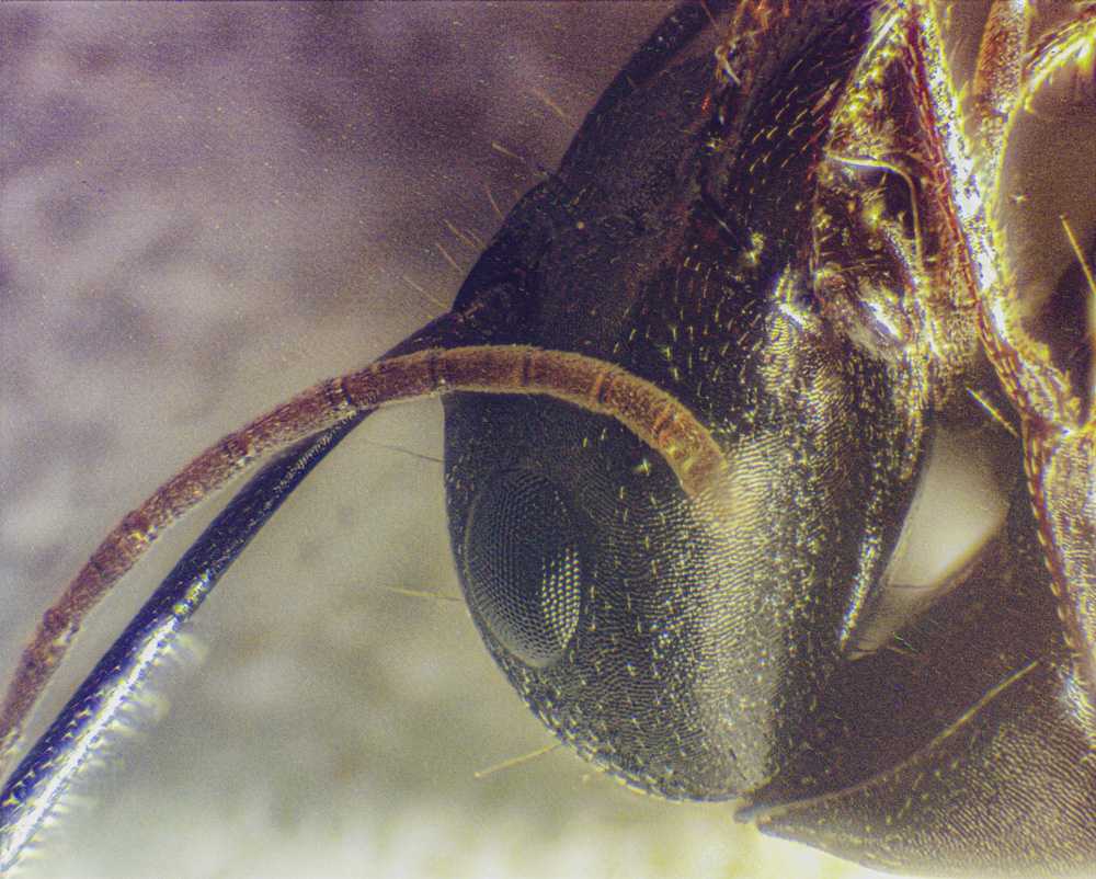 termubavr077-1