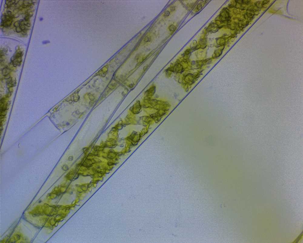 termubavr078-1
