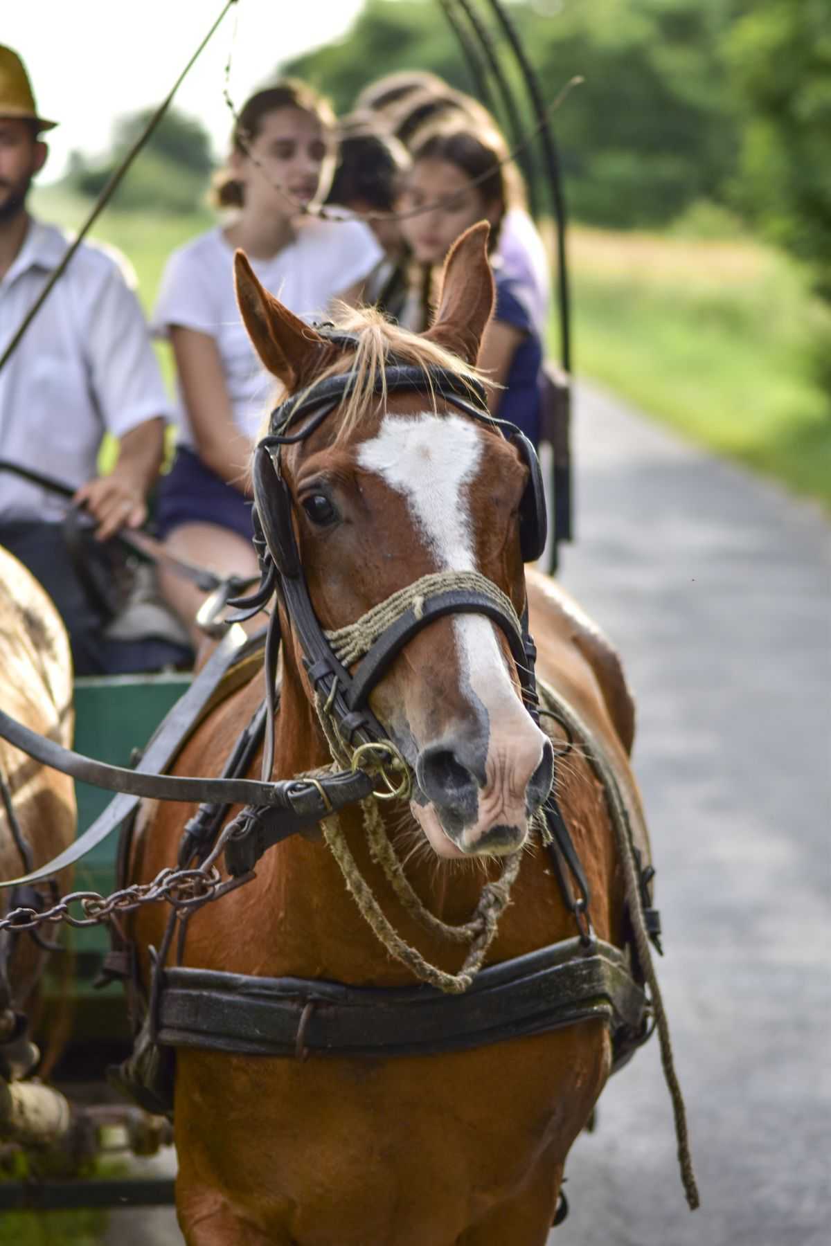 tokaj-2020-08-05096-1