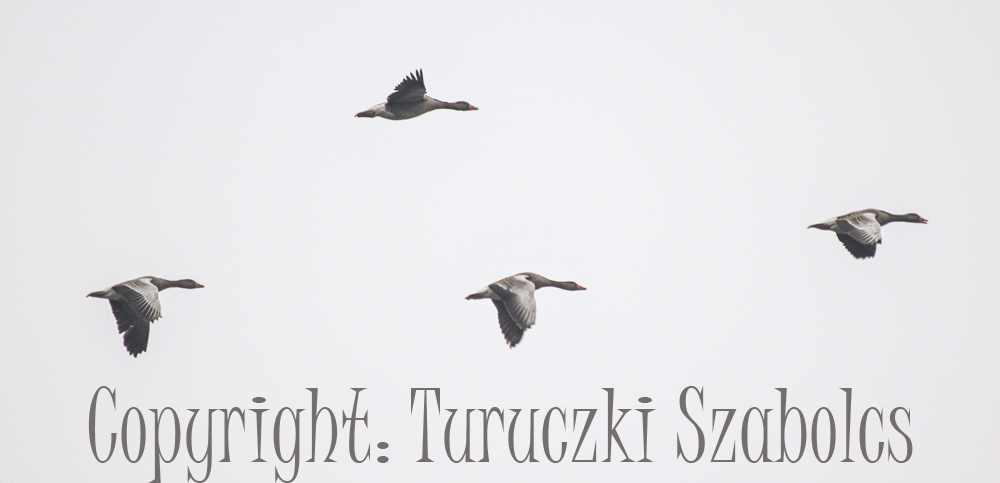 ugra-szabi026