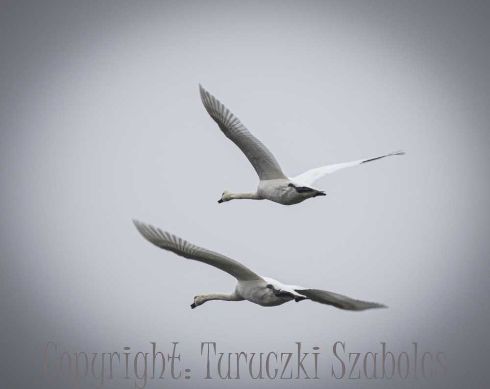 ugra-szabi033