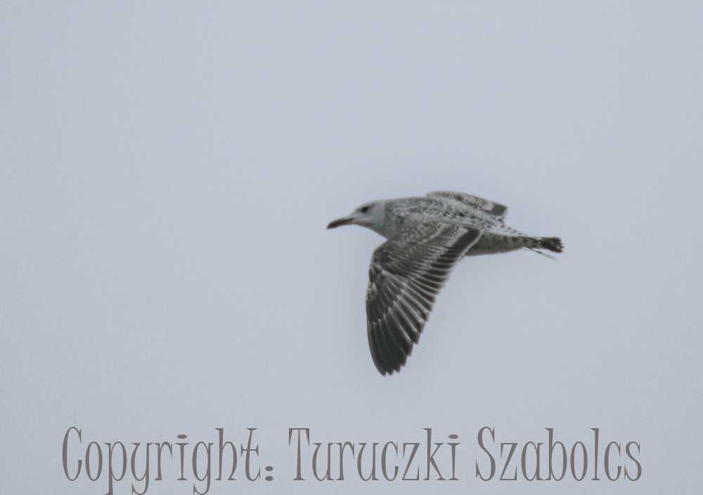 ugra-szabi038