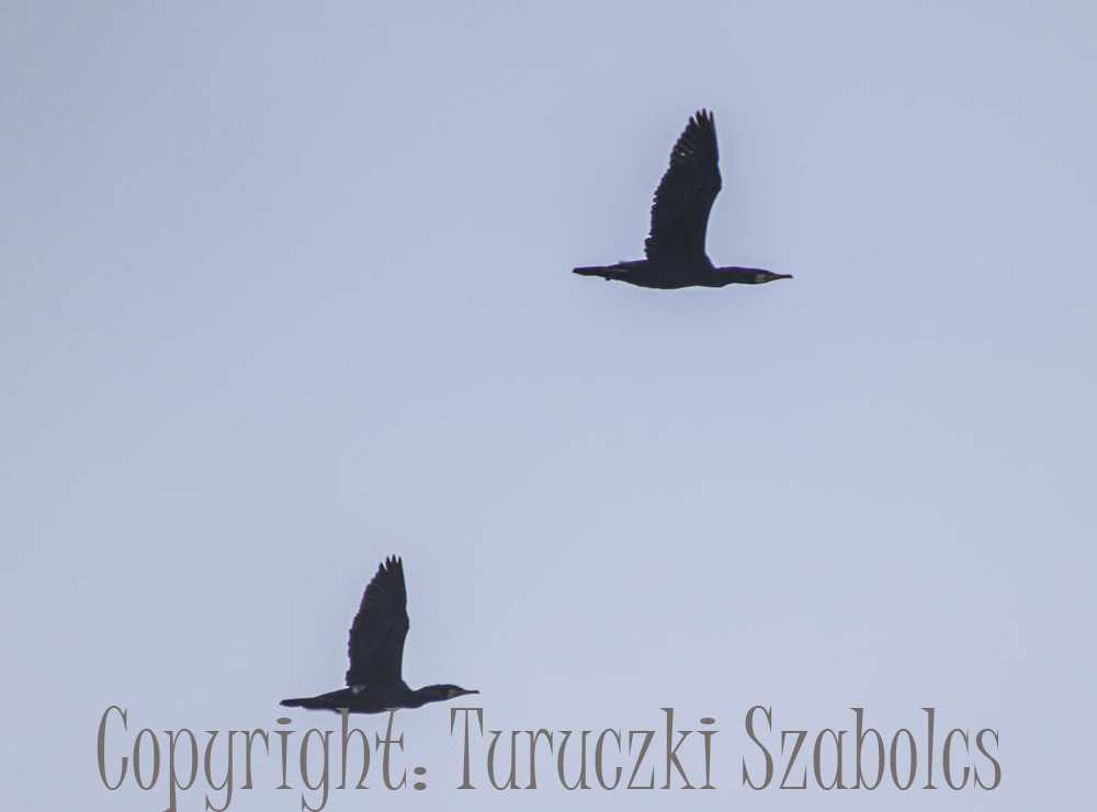 ugra-szabi039