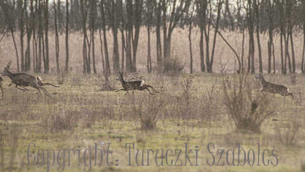 ugra-szabi040