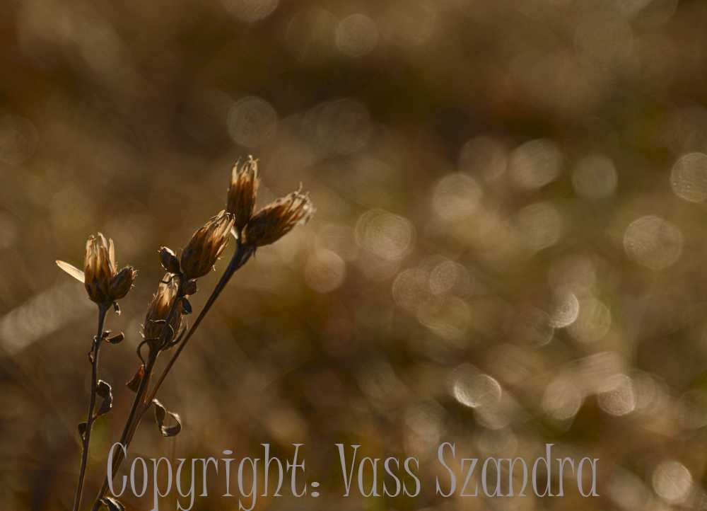 vasszsandra001