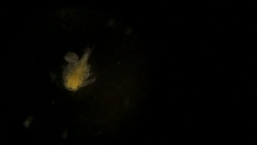 wp-20190515-17-21-22-pro-li